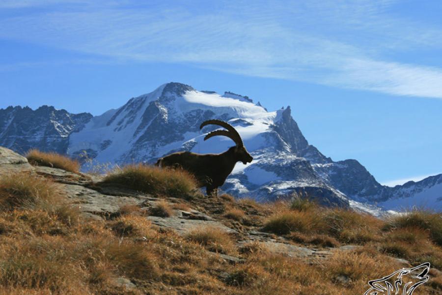 Lo Vertical di GranPa Gran Paradiso Vertical