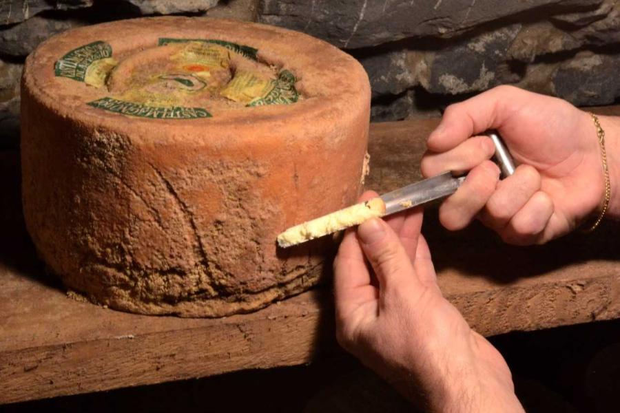 Forma di Castelmagno Il Castelmagno e la sua corte, esperienza gastronomica in Valle Grana