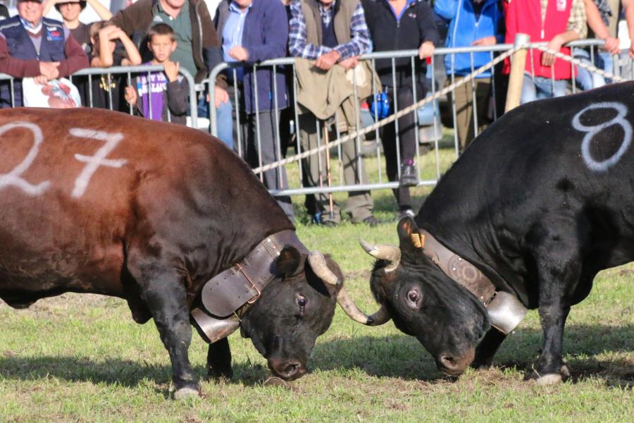 Batailles de reines