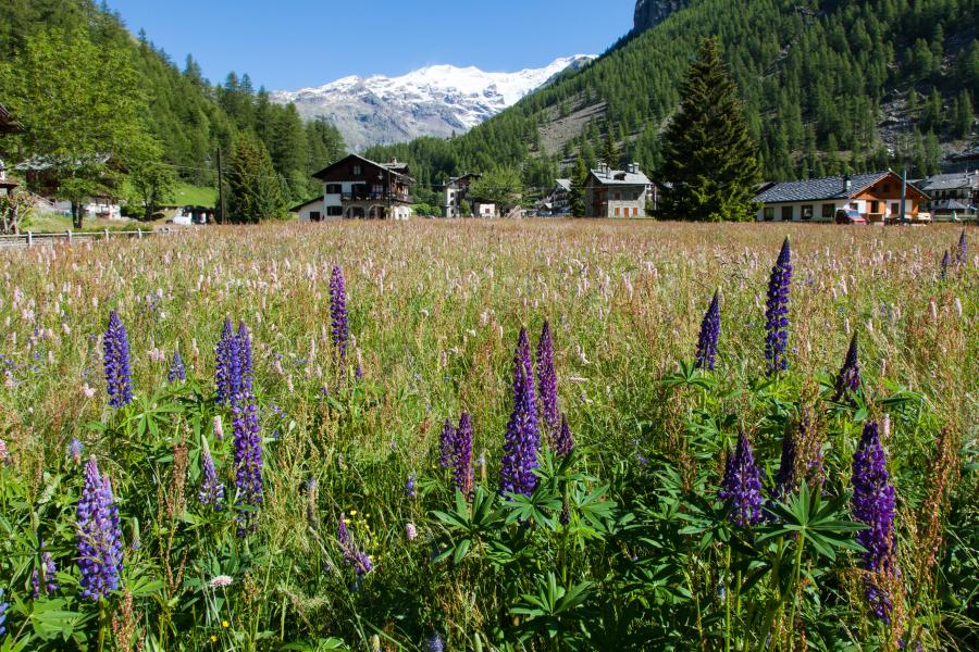 Prato fiorito a Gressoney-La-Trinité e il Monte Rosa sullo sfondo Fiabe tra i monti - Jacques e il fagiolo magico