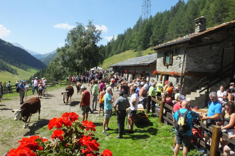 Alpages Ouverts - A full day on a mountain dairy farm