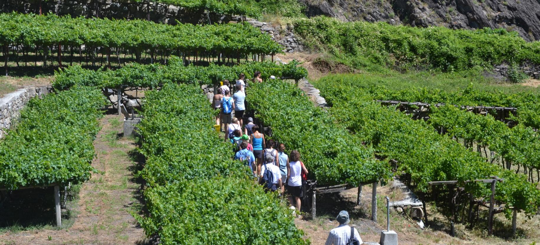 La Tòupie Gourmanda - Oenologic and gastronomic walk