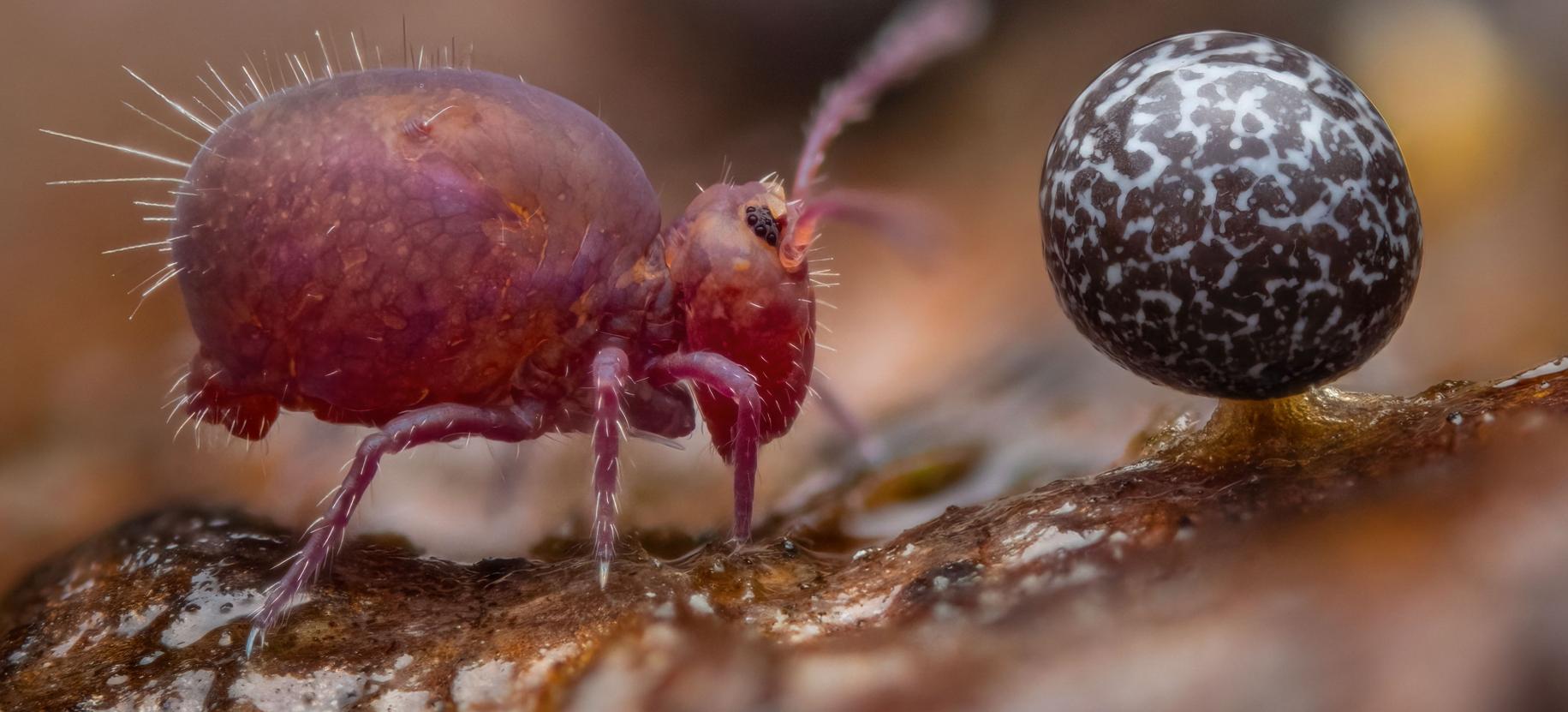Alexis Tinker-Tsavalas / Wildlife Photographer of the Year  Wildlife Photographer of the Year