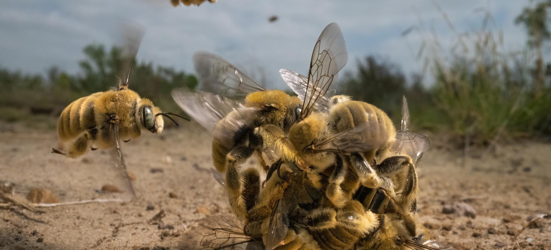 Wildlife Photographer of the Year