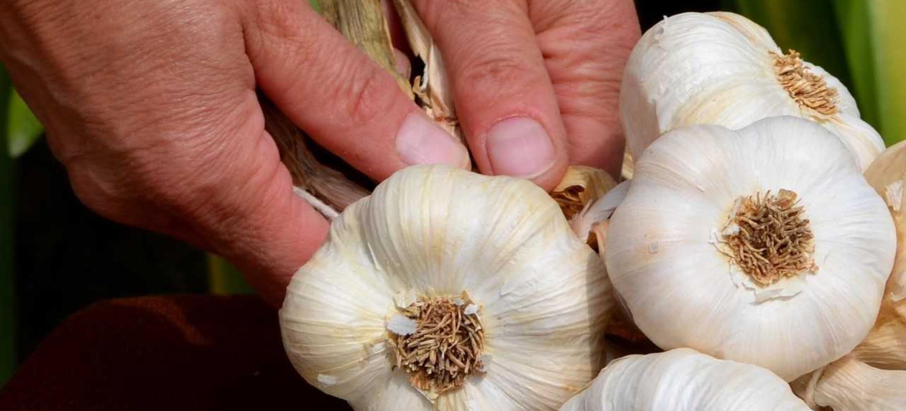 Il Castelmagno e la sua corte, esperienza gastronomica in Valle Grana