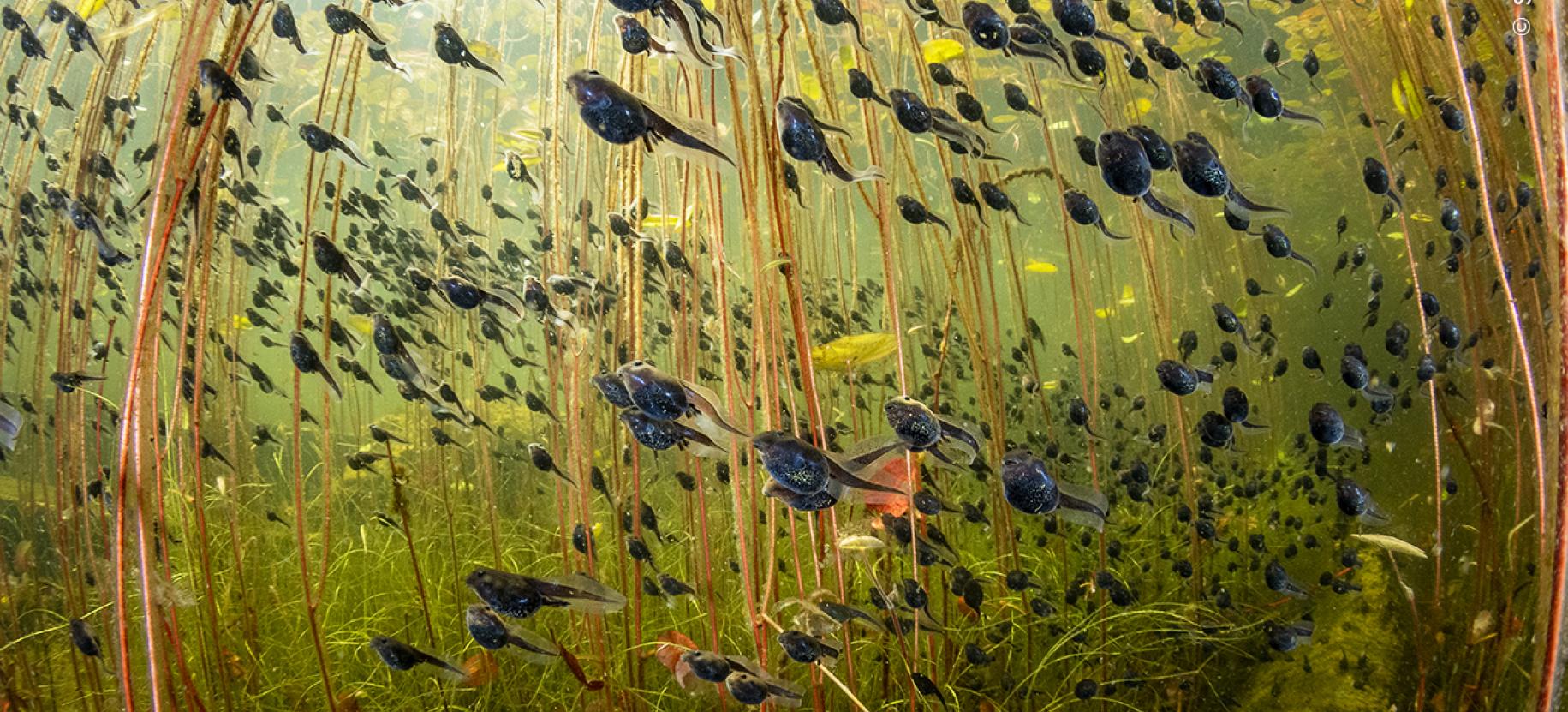 Shane Gross / Wildlife Photographer of the Year  Wildlife Photographer of the Year - 60° edizione