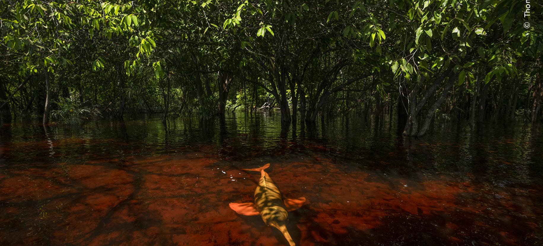 Wildlife Photographer of the Year - 60° edizione