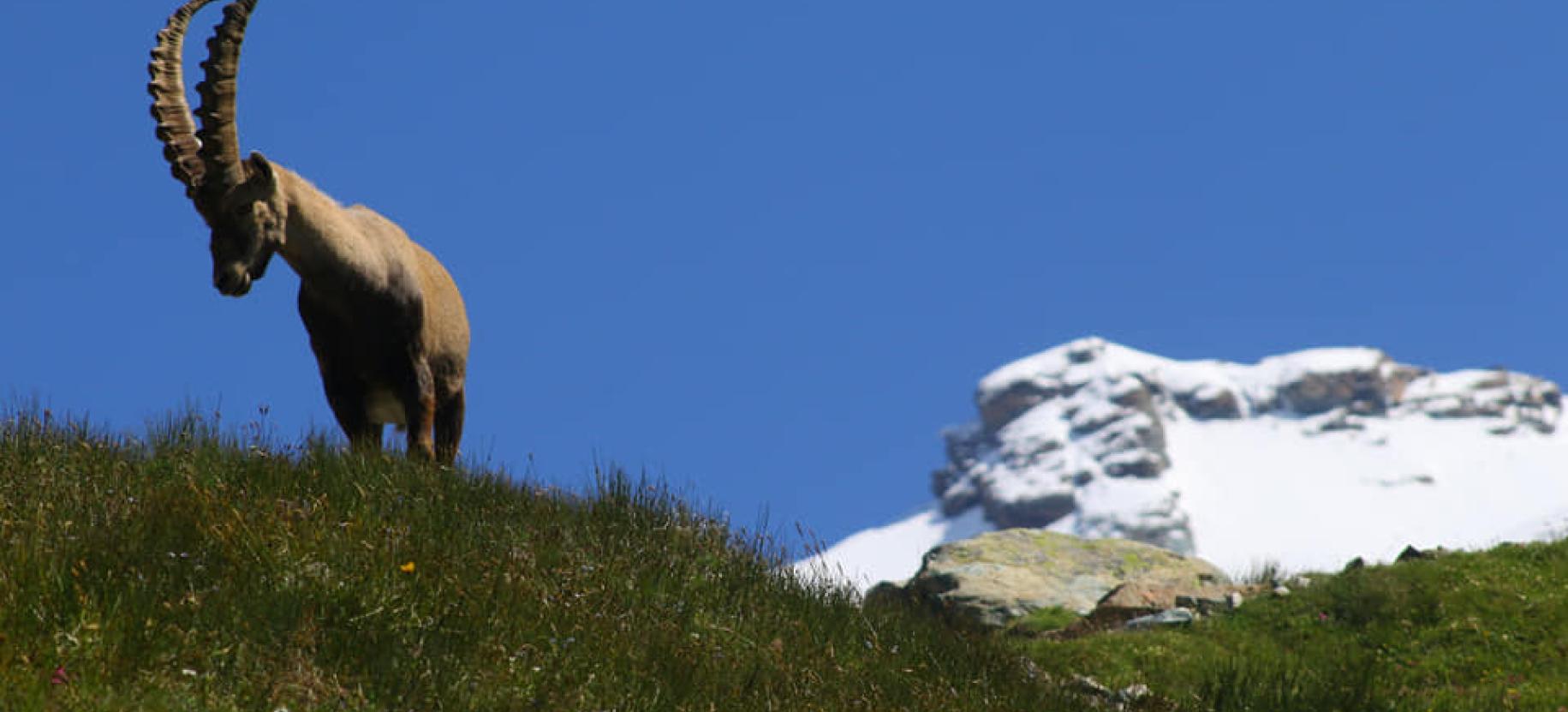 Rifugio Mezzalama