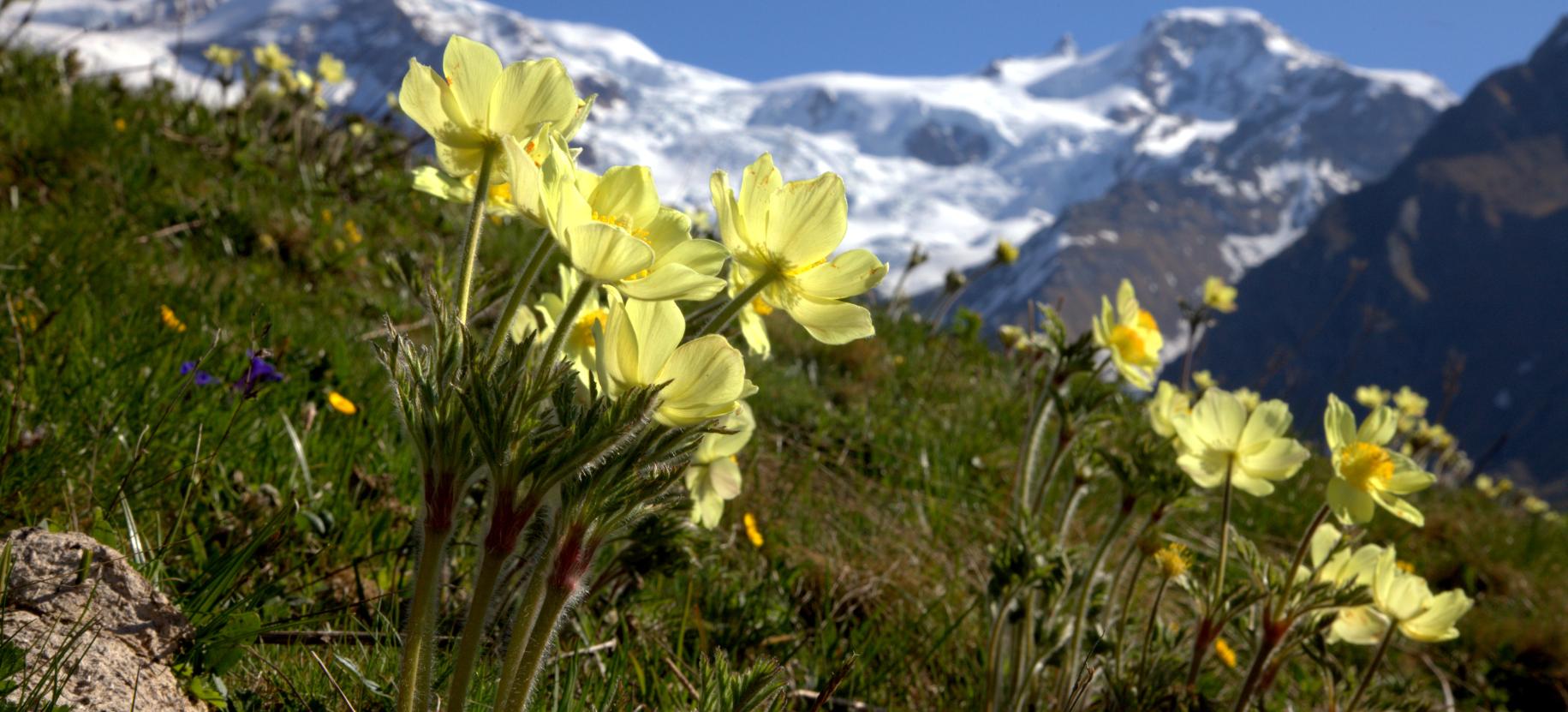 Blooms in the Gressoney Valley