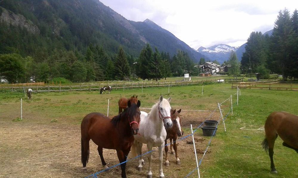CHEVAL D’ AOSTE LA TOR – LAGO GOVER AREA