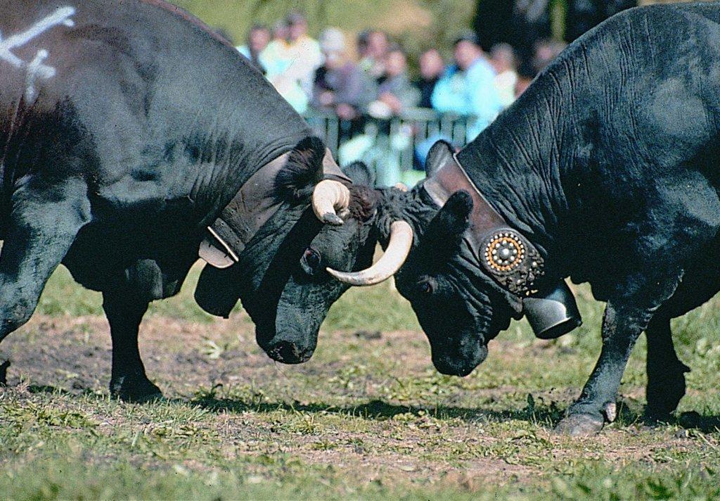 Batailles de Reines  Bataille des reines