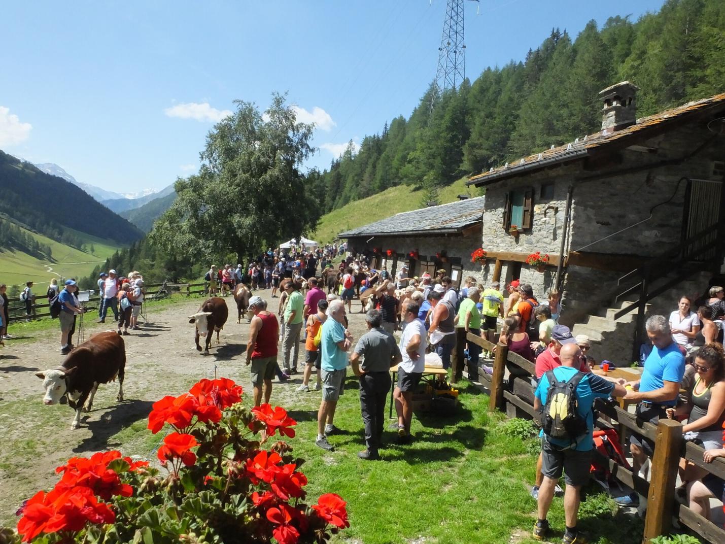 Alpages Ouverts - A full day on a mountain dairy farm