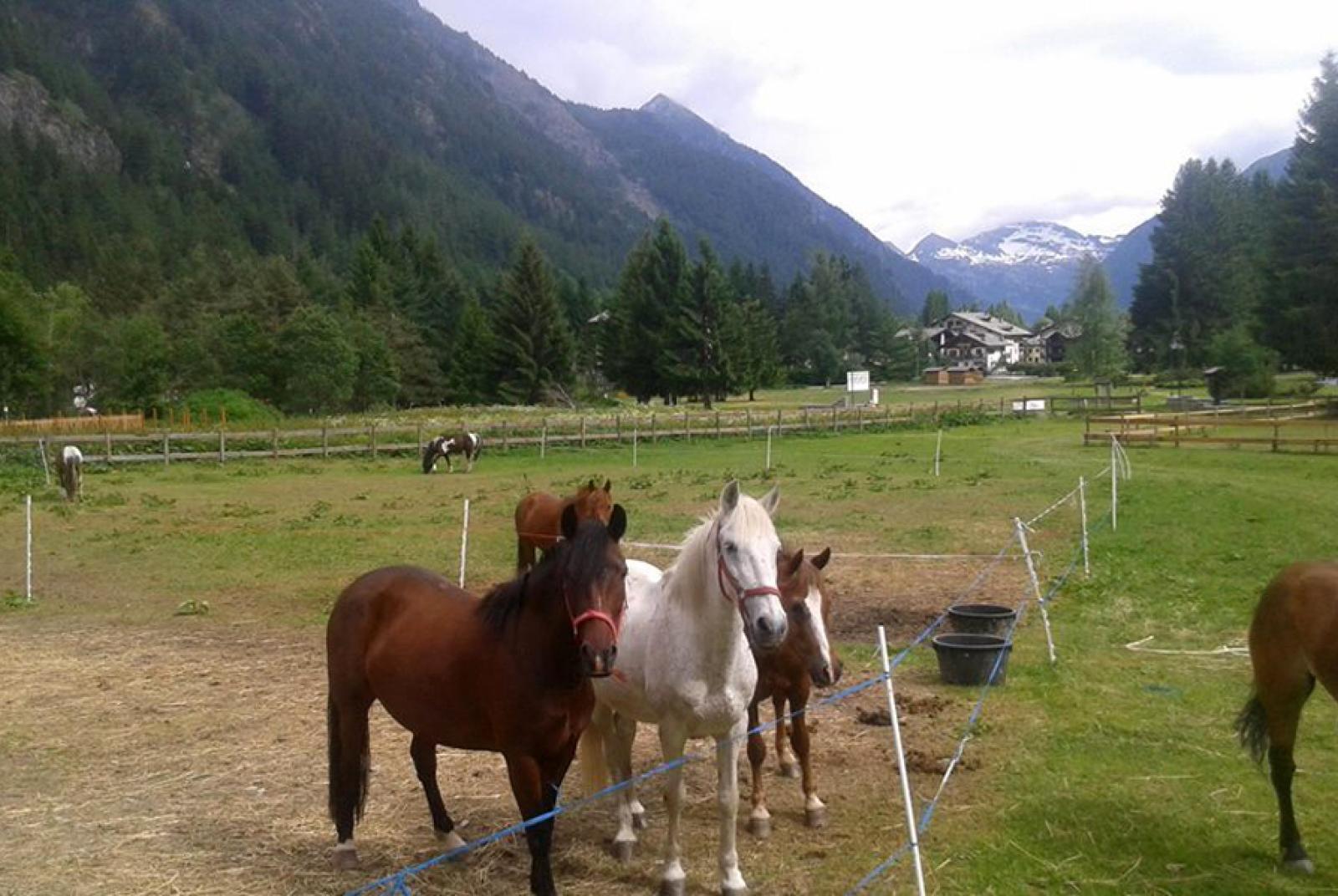 CHEVAL D’ AOSTE LA TOR – LAGO GOVER AREA