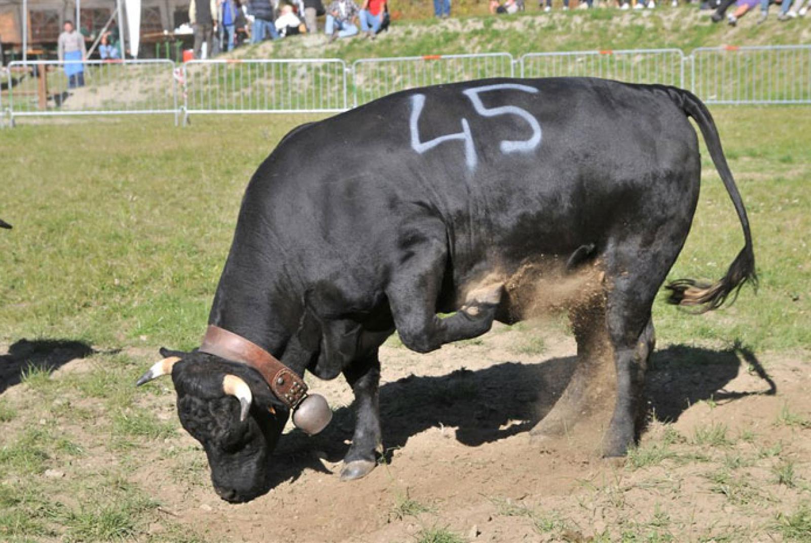 Bataille de moudzons (Combattimenti tra manze)