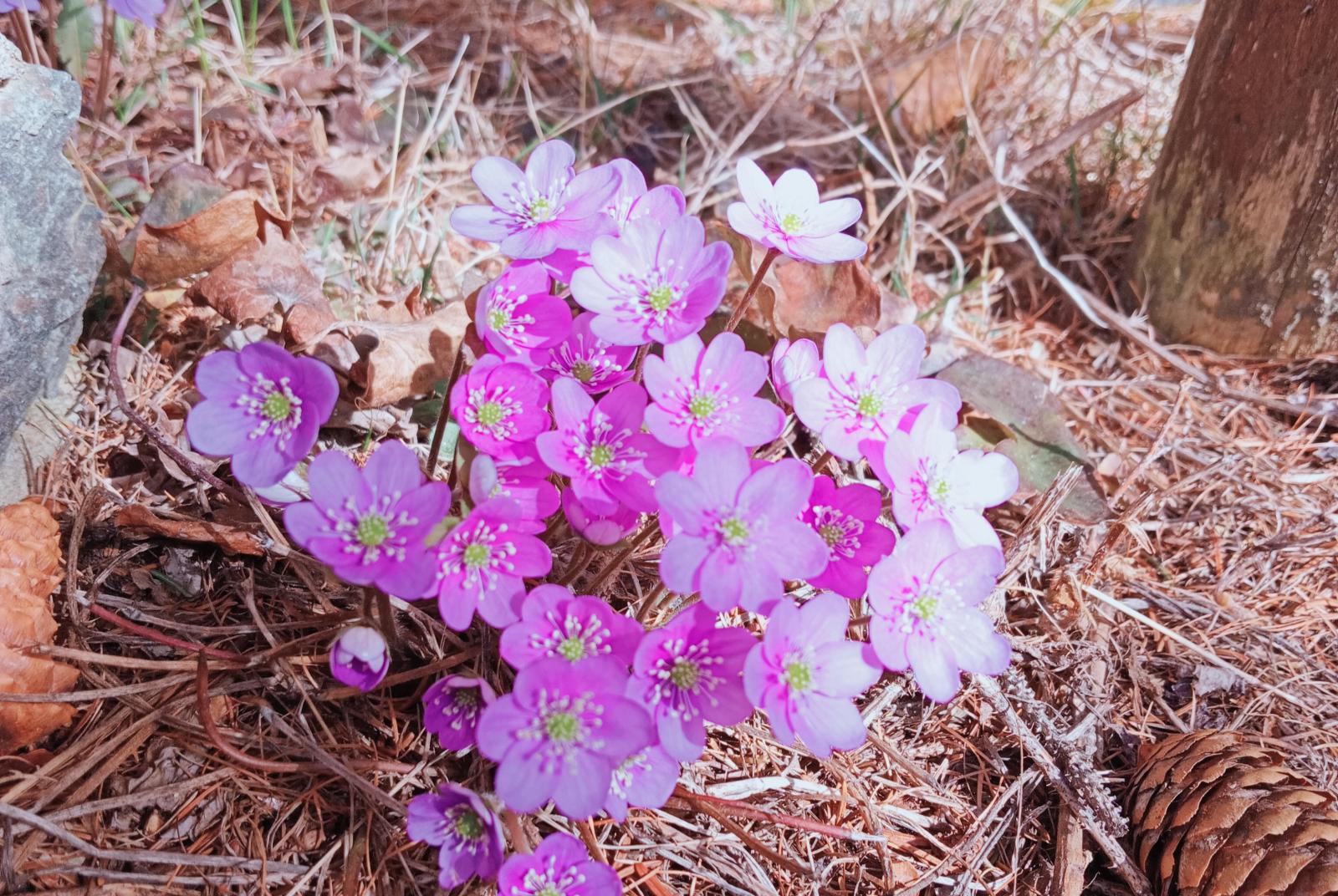 fiori    Piante tradizioni ,leggende rimedi