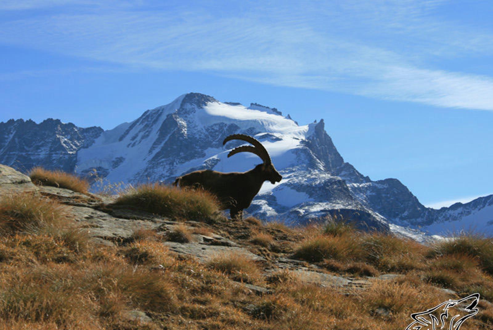 Gran Paradiso Vertical