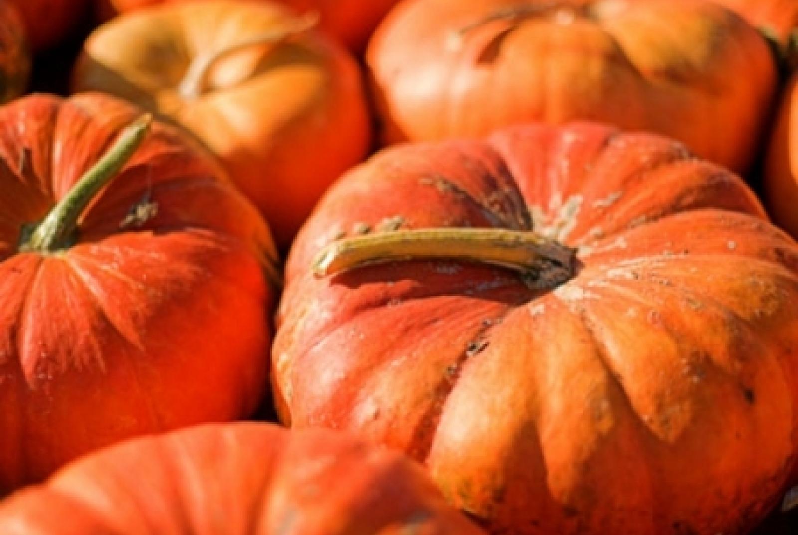 Foire de la citrouille… du jardin potager à la table